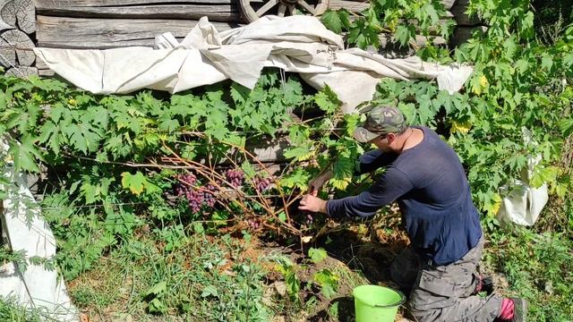 Приусадебное виноградарство Беларуси.Обзор винограда сорт: Красотка на севере-востоке Беларуси!