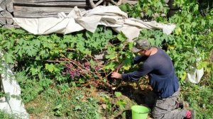 Приусадебное виноградарство Беларуси.Обзор винограда сорт: Красотка на севере-востоке Беларуси!