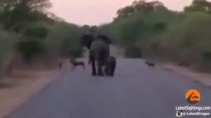 Слон защищает своего слоненка от гиеновидных собак