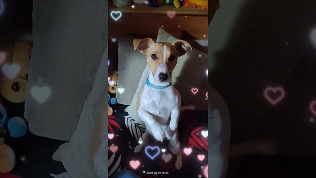 И снова в гостях у милой Лаки #джекрассел #собака #dog смотреть онлайн