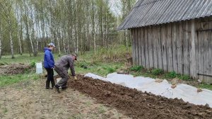 Посадка картошки электроплугом лебедкой сельскохозяйственной производства ЛС 100А Беларусь