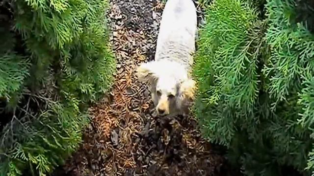 Иди бабушка зовет. смотреть онлайн