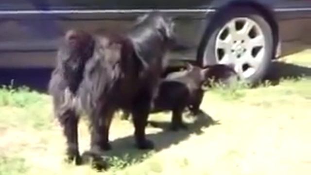 Как разнять дерущихся котов: Используйте собаку! смотреть онлайн