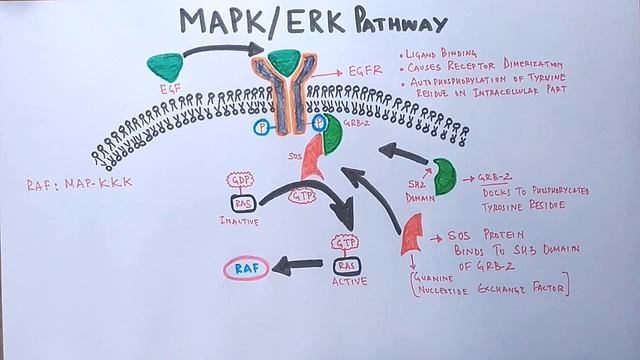 MAPK/ERK Signaling Pathway смотреть онлайн