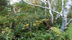 Поход на пик Чехова (остров Сахалин, около г. Южно-Сахалинска)