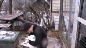 Домашний песец