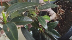 Институтский заморыш. Часть 2.