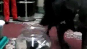 Кот в банке