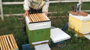 Полный цикл развития пчелопакета Бакфаст на пасеке Леденёвых сезона 2022 года