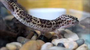 Красивое видео с эублефаром