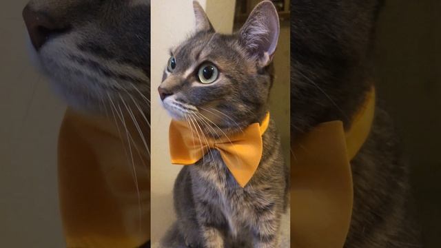 Путешествие с котом. Туалетный ящик