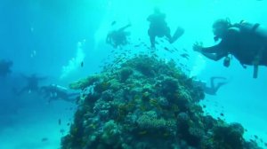 Подводный мир Красного моря • Дайвинг • Хургада