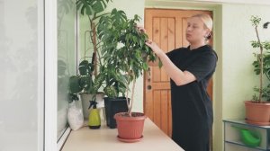 Реанимация фикуса Бенджамина - 10 месяцев после кардинальной обрезки