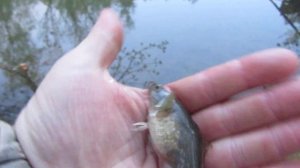 Поймал ротана у которого брюхо от икры распирает