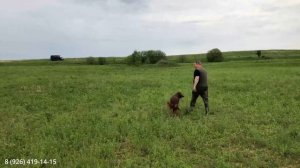Завершающее занятие с ирландским сеттером
