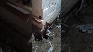 Поднял каменный дом при помощи домкрата