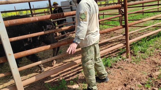 Попытка обработать бизону рану