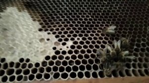 РОЙ НЕ ПЕРЕЗИМОВАЛ!!! ПЕРВЫЕ ПОТЕРИ ПЧЕЛ ГОДА!!! ПРИЧИНЫ!!!