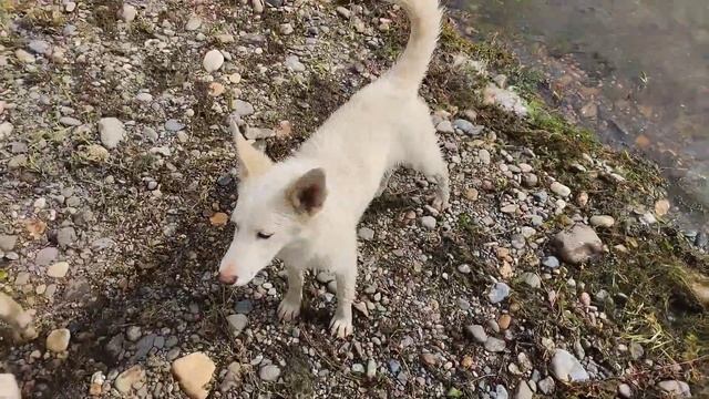 звуки собак 🦮 смотреть онлайн