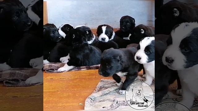 Щенки САО, помет "Б", 22.12.2020 г.р. (Altyn Kyran Zholtoy/Гертруда 1 из Гарема Белых Див) 19 дней😍 смотреть онлайн