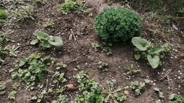 Капелюшный влог вестей с огорода 17.04-24.04 смотреть онлайн