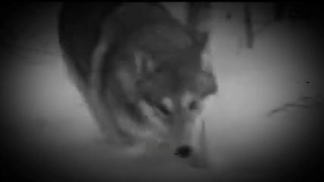 Волк смотреть онлайн