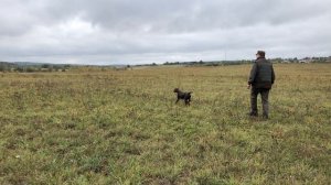 Замечательная работа легавой