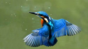 "СЧАСТЬЕ" - ПОЭТ НИНА ИГНАТОВА