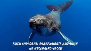 Кит. Интересно знать #кит
