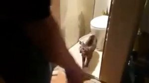 Кошка не даёт сходить в туалет