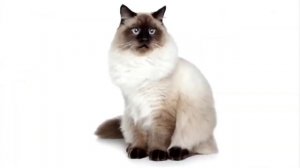 Коты и кошки поют