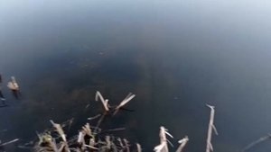 охота с пневматикой МР 512,с машины
