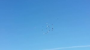 25.04.18. Утро гоняем голубей.