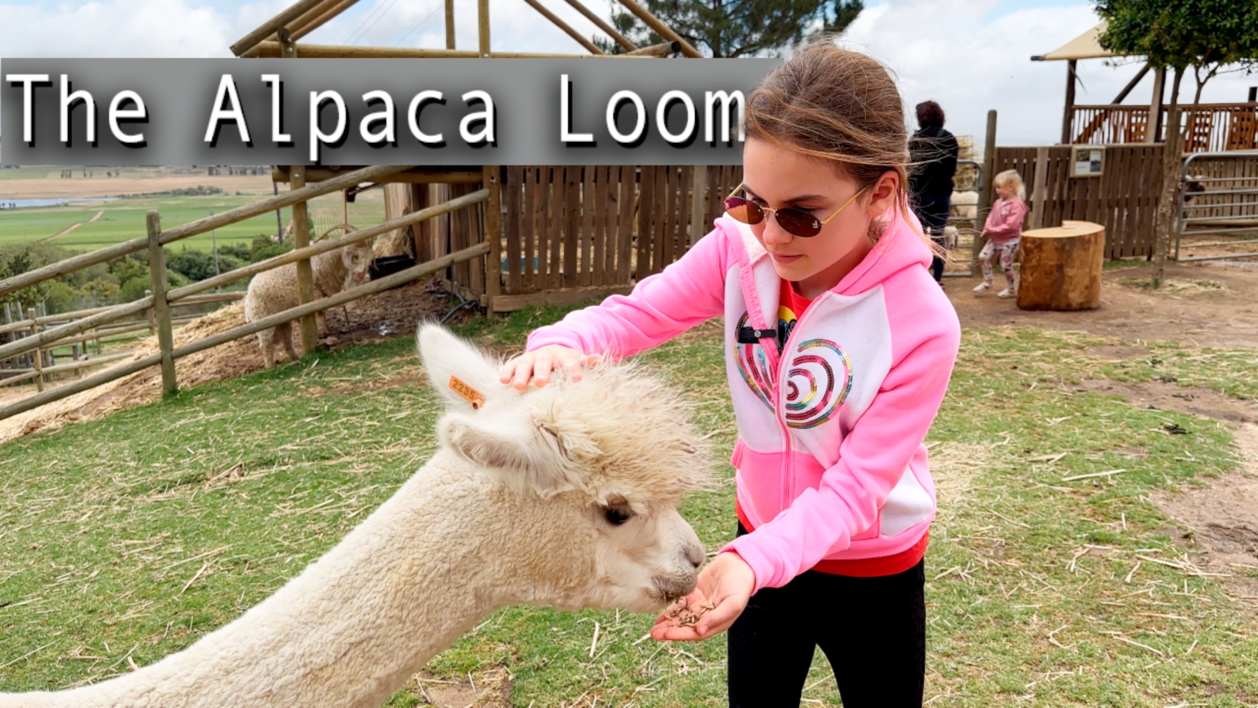 Место в ЮАР где можно погладить альпак, лам и козлов 🇿🇦 The Alpaca Loom