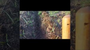 Гумус из шелухи подсолнуха и навоза, печальный опыт, ошибки начинающих чесноководов