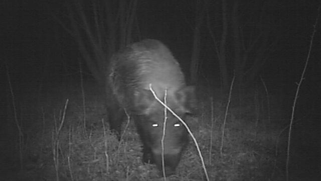 Кабан смотреть онлайн