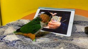 Каик смотрит видео