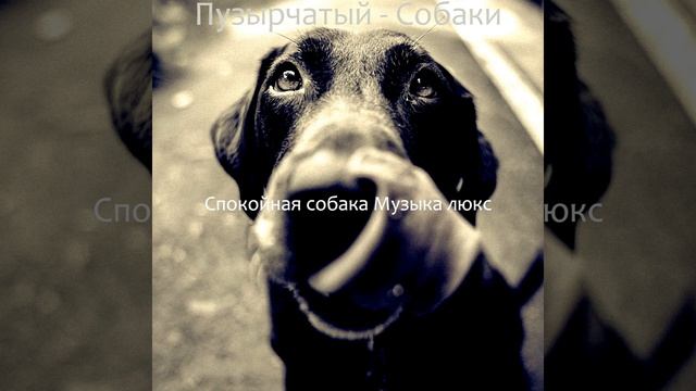 Атмосфера (Собаки) смотреть онлайн