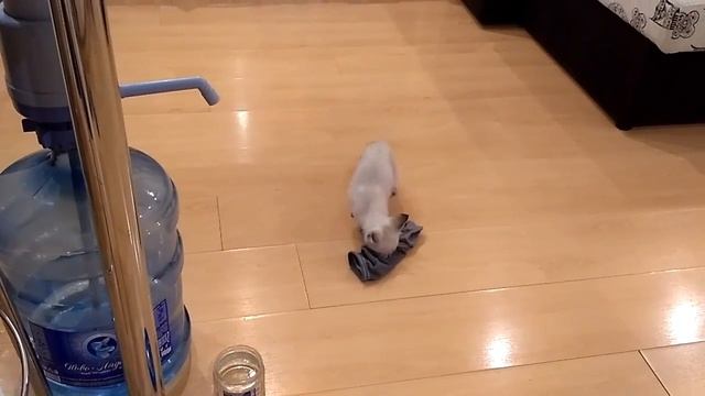 Соня таскает носок смотреть онлайн