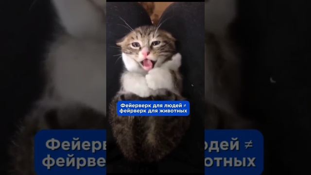 Новый год без фейерверков