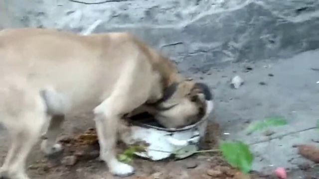 Собака жрет 5 минут смотреть онлайн