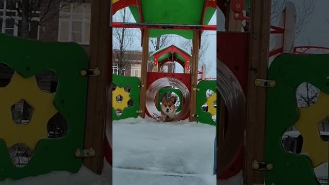 Покоритель горок #коржмарти #корги #коржик #смешно #юмор #животные #corgi #dog #funny #animals