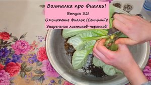 Болталка про Фиалки! Выпуск 32: Омоложение Фиалок (Сенполий)! Укоронение листиков черенков!