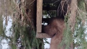 Охота на куницу капканами
