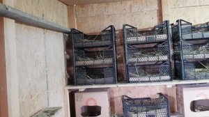 12.02.19. Сделал немного гнёзд.