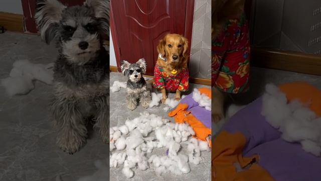 Is euthanasia a bit exaggerated Funny Dogs смотреть онлайн