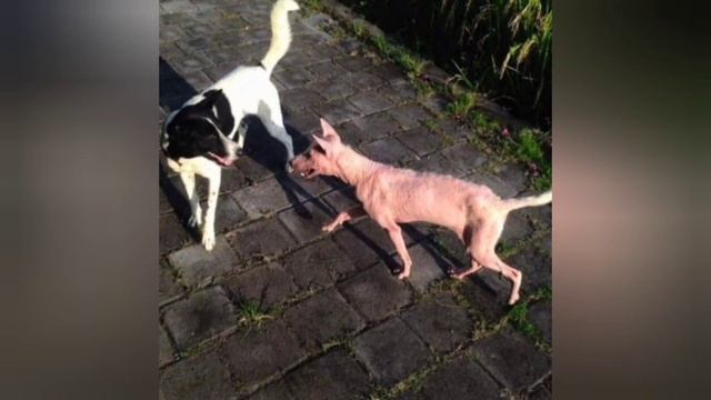 Больной пес шел по мосту, внезапно рядом остановилась машина. смотреть онлайн