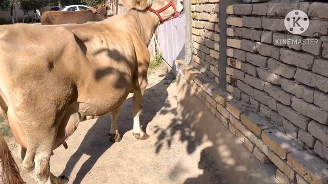 ТОЗЗА ШВЕД СИММЕНТАЛ СИГИРЛАР ЗУРЛАРИ ☎️+998 99 369 00 55 👍 SOTILADIGON SIGORLAR 10 сентября 2023 г