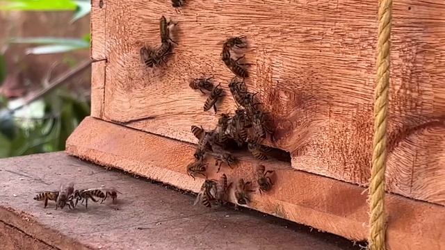 Honey bee hive/Bee Tutorial//BEE #beautiful ,#amazing ,#plants ,#youtube ,#plants ,#garden смотреть онлайн