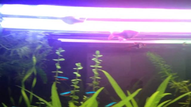 Итог работы креветок над Анубиасом смотреть онлайн